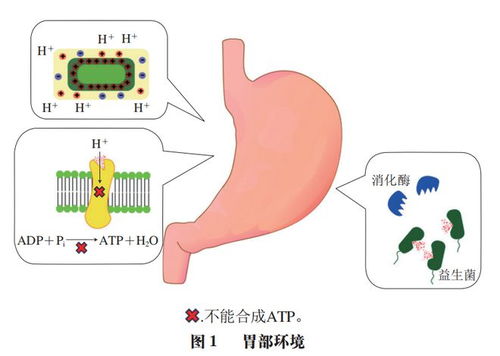 中國(guó)農(nóng)業(yè)大學(xué)李媛教授團(tuán)隊(duì)在益生菌遞送系統(tǒng)研究中的進(jìn)展 提升耐加工貯藏穩(wěn)定性與體內(nèi)存活率
