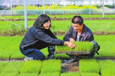 中原糧滿倉 河南小麥高質量發展提速，科技研發引領關鍵五招